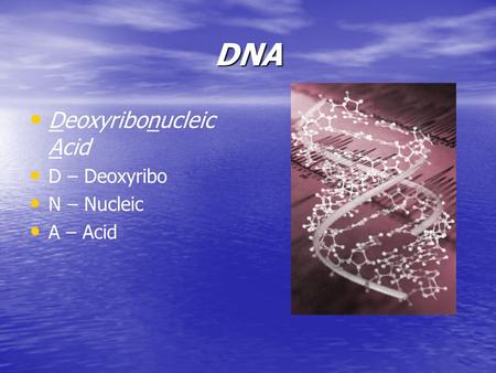 DNA Deoxyribonucleic Acid D – Deoxyribo N – Nucleic A – Acid.