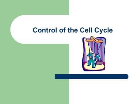 Control of the Cell Cycle. Normal Control of the Cell Cycle Enzymes control cell cycle by monitoring progress from phase to phase. Some enzymes are needed.
