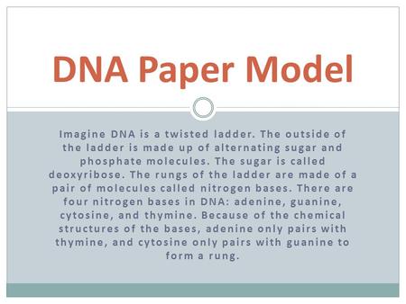 DNA Paper Model Imagine DNA is a twisted ladder. The outside of the ladder is made up of alternating sugar and phosphate molecules. The sugar is called.