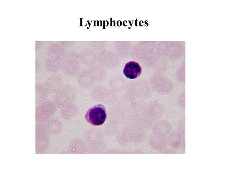 Lymphocytes. Methods to Obtain Non-coagulating Blood - Heparin (5-10 IU/ml): activates antithrombin III, blocks the action of thrombin - EDTA: binds Ca2+