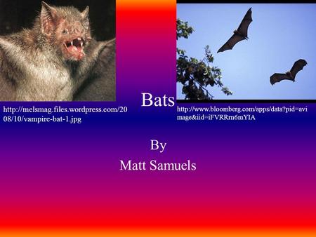 Bats By Matt Samuels  08/10/vampire-bat-1.jpg  mage&iid=iFVRRrn6mYIA.