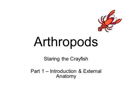 Arthropods Staring the Crayfish Part 1 – Introduction & External Anatomy.