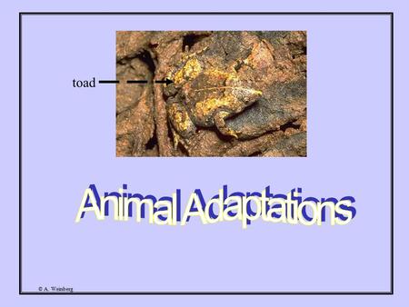 © A. Weinberg toad. © A. Weinberg Have you ever wondered how animals are able to survive in the wild? Animals have certain adaptations that help them.