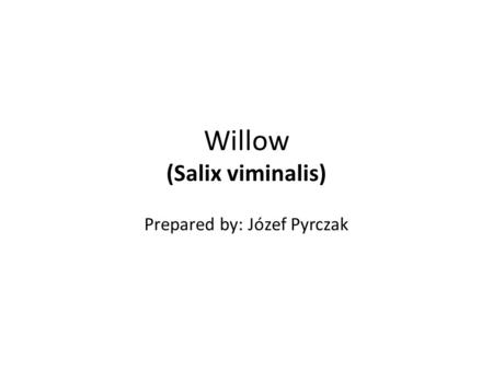 Willow (Salix viminalis) Prepared by: Józef Pyrczak.