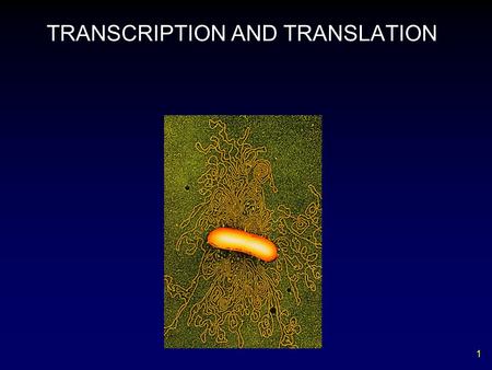 1 TRANSCRIPTION AND TRANSLATION. 2 Central Dogma of Gene Expression.