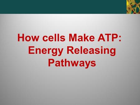 How cells Make ATP: Energy Releasing Pathways