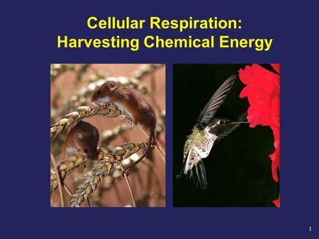 1 Cellular Respiration: Harvesting Chemical Energy.