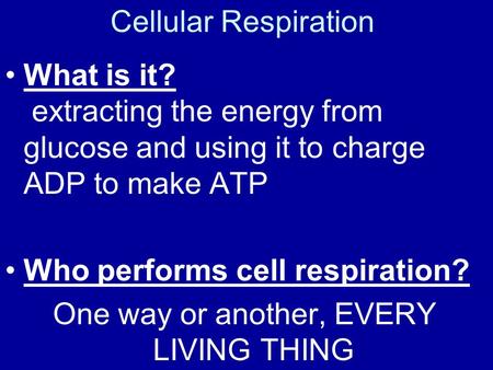 Cellular Respiration What is it? extracting the energy from glucose and using it to charge ADP to make ATP Who performs cell respiration? One way or another,