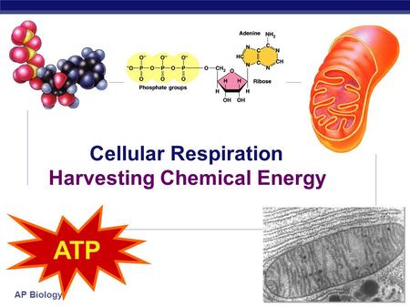 AP Biology 2006-2007 Cellular Respiration Harvesting Chemical Energy ATP.
