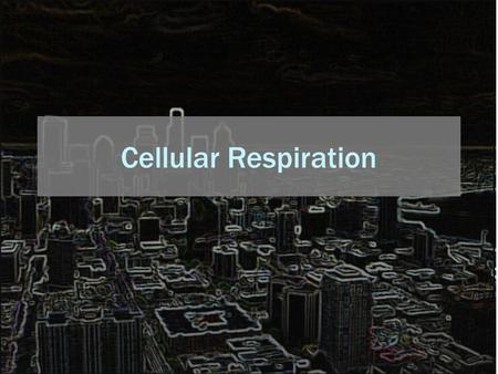 Cellular Respiration. Key Concepts: All organisms produce ATP by releasing energy stored in glucose Cellular respiration can occur without oxygen (anaerobic)