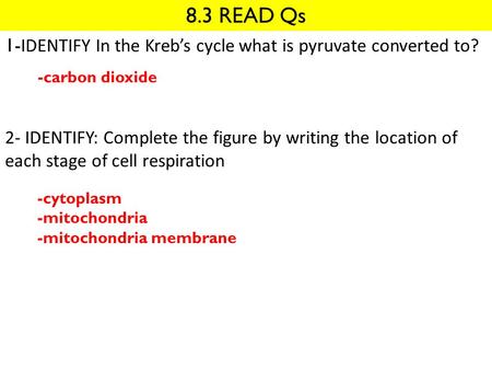 8.3 READ Qs 1-IDENTIFY In the Kreb’s cycle what is pyruvate converted to? 2- IDENTIFY: Complete the figure by writing the location of each stage of cell.