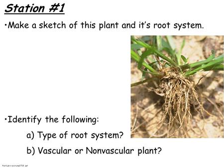 Station #1 Make a sketch of this plant and it’s root system. Identify the following: a) Type of root system? b) Vascular or Nonvascular plant? PlantLab-w-pictures0708.ppt.