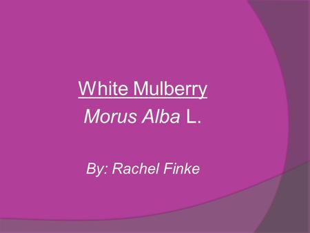 White Mulberry Morus Alba L. By: Rachel Finke. White Mulberry Classification: (1) KingdomPlantaePlants SubkingdomTracheobionteVascular Plants SuperdivisionSpermatophytaSeed.