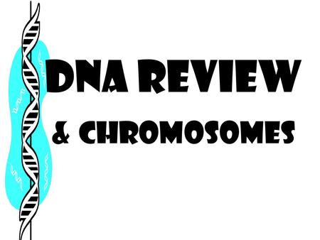DNA Review & Chromosomes