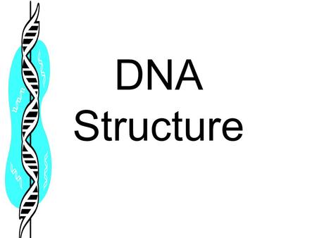 DNA Structure.