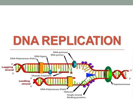 DNA REPLICATION. What does it mean to replicate? The production of exact copies of complex molecules, such as DNA molecules, that occurs during growth.