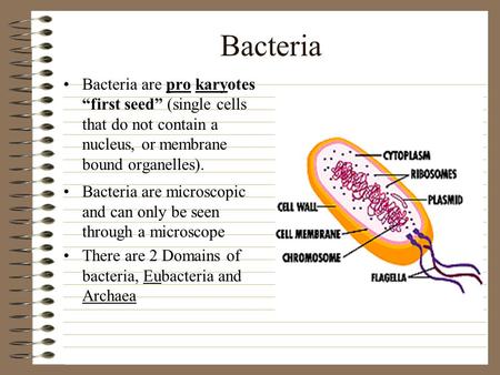 Bacteria Bacteria are pro karyotes “first seed” (single cells that do not contain a nucleus, or membrane bound organelles). Bacteria are microscopic.