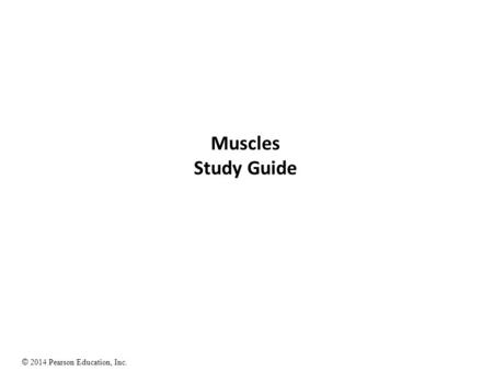 Muscles Study Guide.