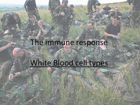 The immune response White Blood cell types. Myeloid stem cells Lymphoid cells Pluripotent stem cells (in bone marrow) Monocyte Mast cells Basophils Neutrophils.