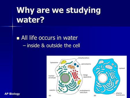 AP Biology Why are we studying water? All life occurs in water All life occurs in water –inside & outside the cell.
