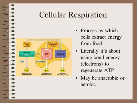 Cellular Respiration Process by which cells extract energy from food Literally it’s about using bond energy (electrons) to regenerate ATP May be anaerobic.