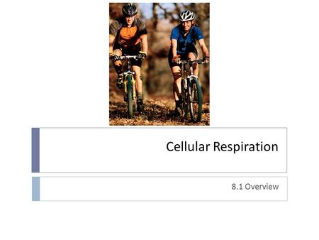 Cellular Respiration 8.1 Overview. What is respiration?  Three definitions  Inspiration-expiration  Exchange of O 2 for CO 2 in lungs  Consumption.