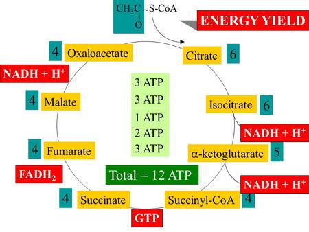 Production of atp anabolic or catabolic