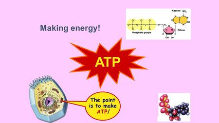 ATP Making energy! The point is to make ATP! The energy needs of life Organisms are endergonic systems What do we need energy for? synthesis building.