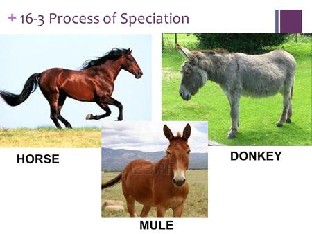 16-3 Process of Speciation