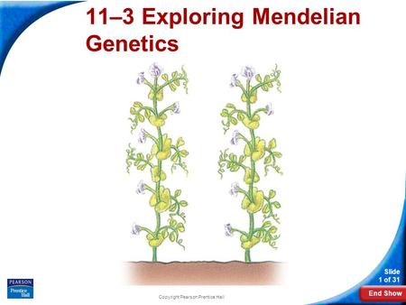 End Show Slide 1 of 31 Copyright Pearson Prentice Hall 11-3 Exploring Mendelian Genetics 11–3 Exploring Mendelian Genetics.