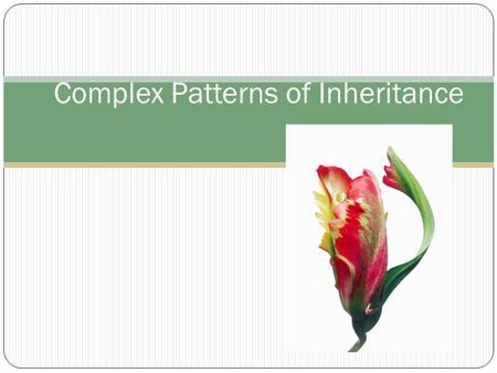 Complex Patterns of Inheritance. Sometimes two traits can be dominant at the same time.