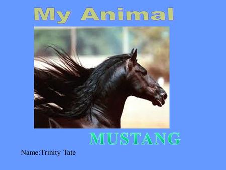 Name:Trinity Tate. Most of the mustang populations are found in the Western states of Montana, Idaho, Nevada, Wyoming, Utah,Oregon, California, Arizona,