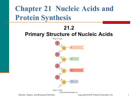 General, Organic, and Biological Chemistry Copyright © 2010 Pearson Education, Inc.1 Chapter 21 Nucleic Acids and Protein Synthesis 21.2 Primary Structure.