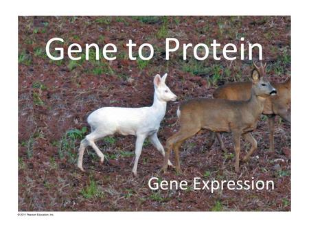 Gene to Protein Gene Expression.