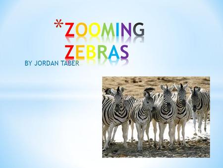 BY JORDAN TABER * A zebras food is really dry. * Zebras eat a variety of grass. * They eat shrubs, herbs, leaves, twigs, and bark. Zebras eatmany typesof.