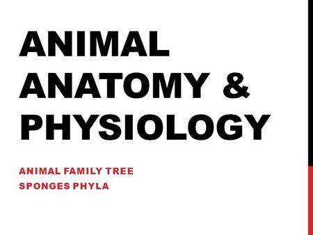 ANIMAL ANATOMY & PHYSIOLOGY ANIMAL FAMILY TREE SPONGES PHYLA.