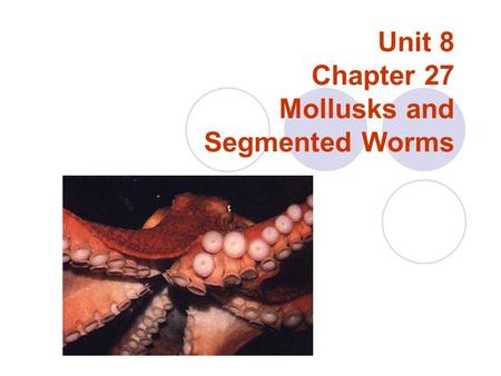 Unit 8 Chapter 27 Mollusks and Segmented Worms. What is a Mollusk? Bilateraly symmetry, coelomates, and well-developed body systems Soft bodies covered.