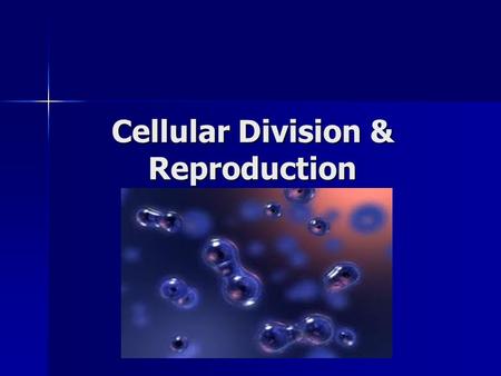 Cellular Division & Reproduction. Why is cell division important? Your body is made up of cells- trillions of cells. Many organisms start as just one.