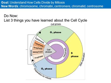 Goal: Understand How Cells Divide by Mitosis New Words: chromosome, chromatin, centromere, chromatid, centrosome Do Now: List 3 things you have learned.