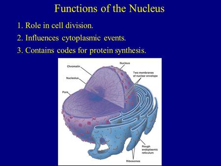 Functions of the Nucleus 1. Role in cell division. 2. Influences cytoplasmic events. 3. Contains codes for protein synthesis.