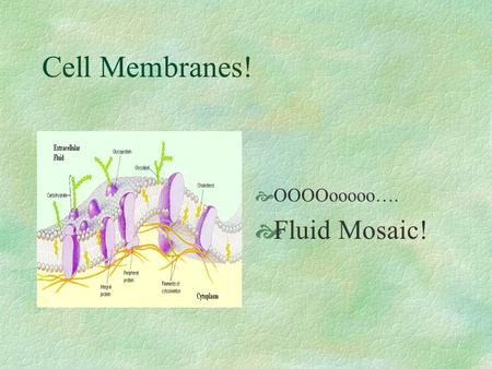 Cell Membranes!  OOOOooooo….  Fluid Mosaic!. Membrane structure, I  Selective permeability  Amphipathic~ hydrophobic & hydrophilic regions  Singer-Nicolson: