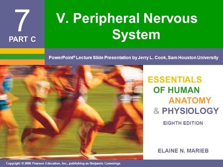 V. Peripheral Nervous System