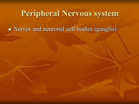 Peripheral Nervous system Nerves and neuronal cell bodies (ganglia) Nerves and neuronal cell bodies (ganglia)