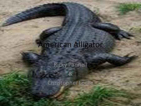 American Alligator Ricky Pannell & Christopher Locke.