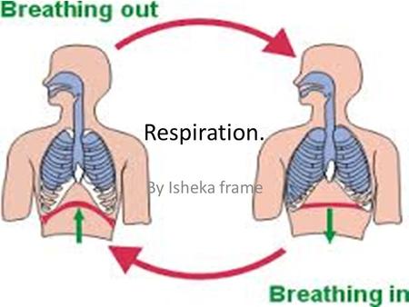 Respiration. By Isheka frame. mitochondria Mitochondria are structures in cells where respiration happens. Respiration is the process that releases energy.