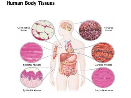 From Cells to Organ Systems Cells combine to form tissues, and tissues combine to form organs Cells combine to form four primary tissues –Epithelial.