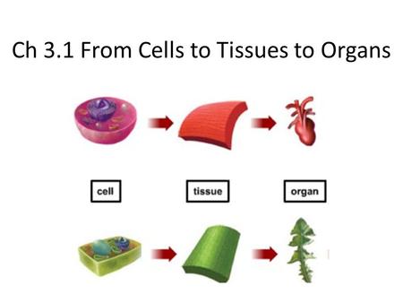 Ch 3.1 From Cells to Tissues to Organs