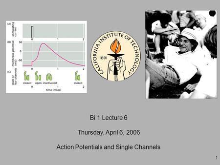 1 Bi 1 Lecture 6 Thursday, April 6, 2006 Action Potentials and Single Channels.