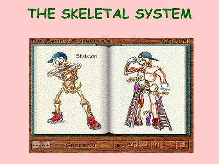 THE SKELETAL SYSTEM FUNCTIONS OF BONES SUPPORT: THEY PROVIDE A FRAMEWORK PROTECTION: THE SKULL PROTECTS THE BRAIN & THE VERTEBRAE PROTECT THE SPINAL.