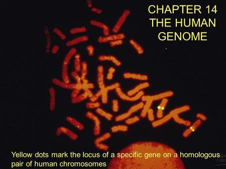 Yellow dots mark the locus of a specific gene on a homologous pair of human chromosomes CHAPTER 14 THE HUMAN GENOME.